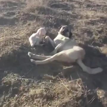 A mother sheep leaves her newborn in the field over night , and this dog stayed
