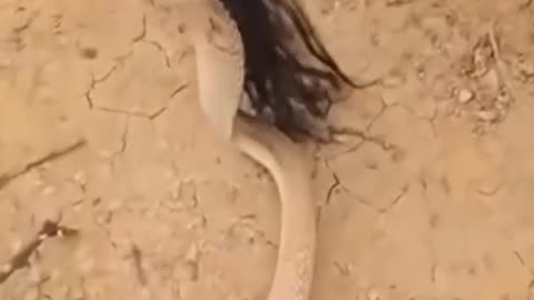 Queen cobra