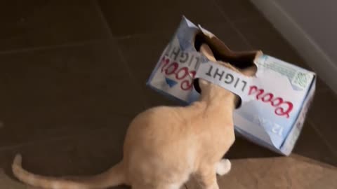 π€£π± You Won't Believe How Clumsy This Kitten Gets! | FunFM
