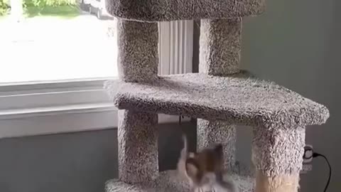 Cat vs Dog Fight – Like UFC Champions! 🥊🐱🐶 | MMA & Boxing Animal Battle