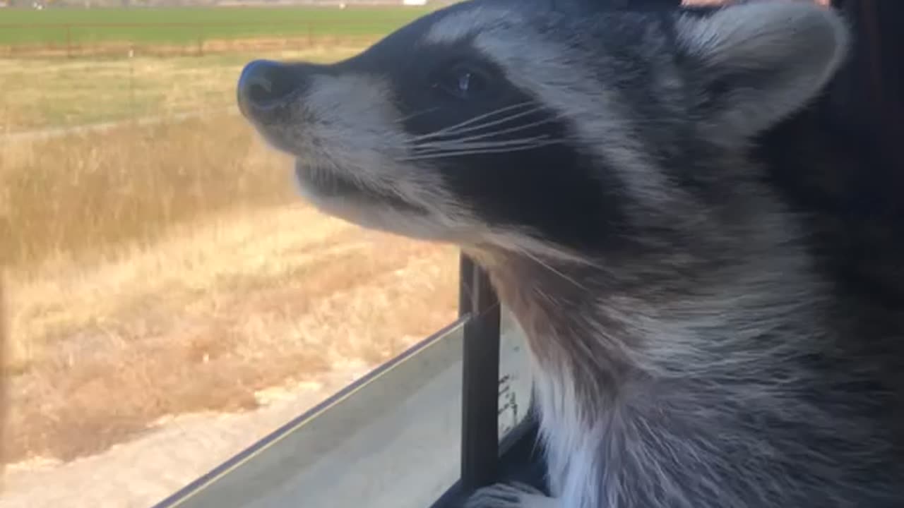 Hop In, We’re Cruisin!