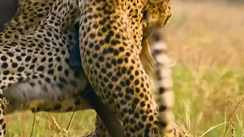 Hungry animals
