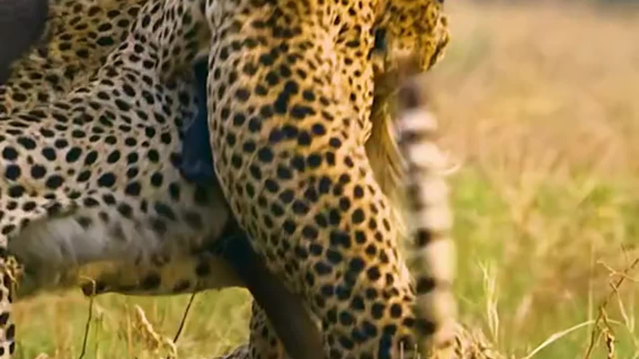 Hungry animals