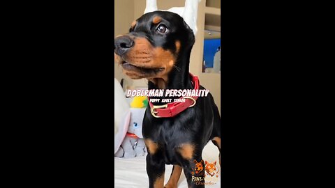 Doberman Personality Through the Years 🐕 | From Puppy Energy to Wise Protector