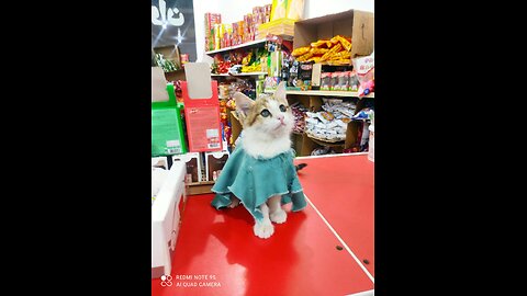 گربه های گرسنه