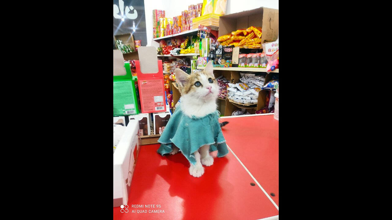 گربه های گرسنه