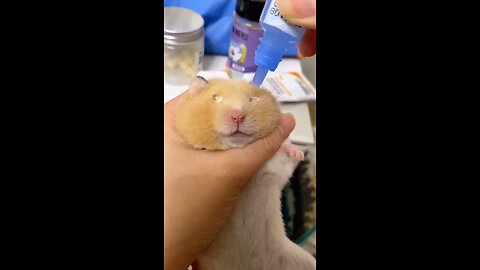 Giving a hamster eye drops🥹