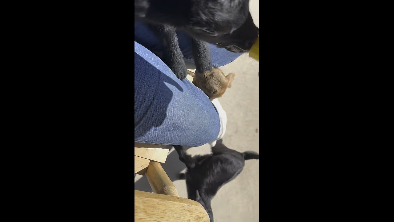 Triplets getting fed #babygoatlife