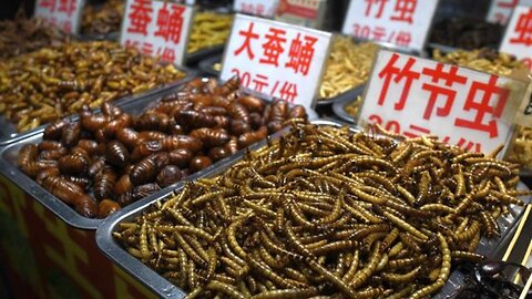 Australia’s Bug-Eating Agenda Delicious or Diabolical - Daily Insight