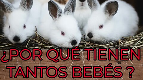 La reproducción de los conejos-Why Do Rabbits Reproduce So Fast?