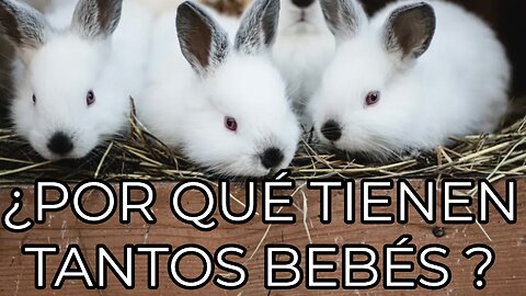 La reproducción de los conejos-Why Do Rabbits Reproduce So Fast?
