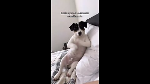 Why do AI videos go viral so fast #AI #animals #viralvideo #views