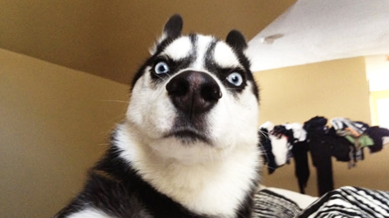 Funniest Animal Videos Ever (Part 18)