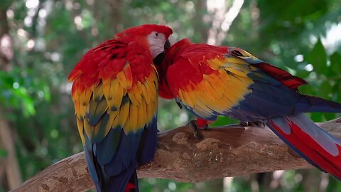 nature video