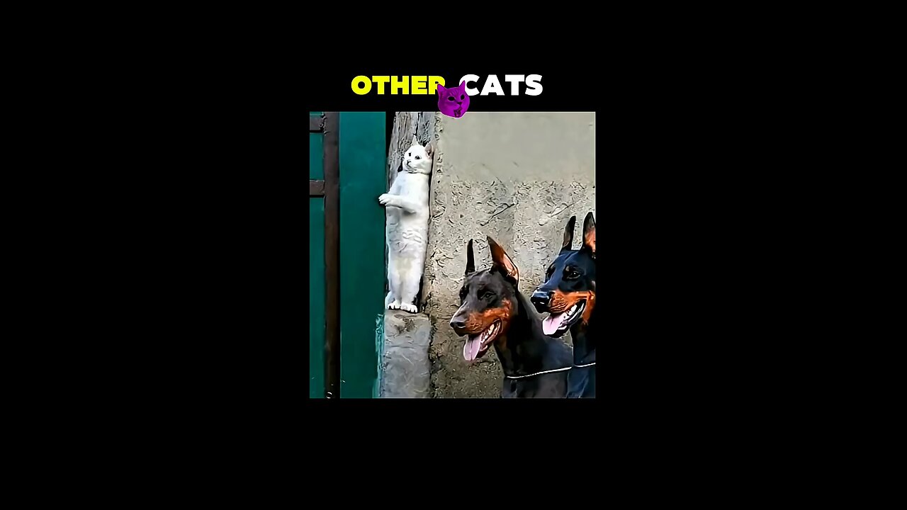 “Cat vs Dog: The Real Avengers Assemble 😂”