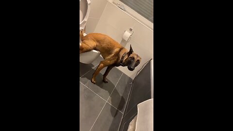 my pee time 😂🖐️#pee #funny #dogs