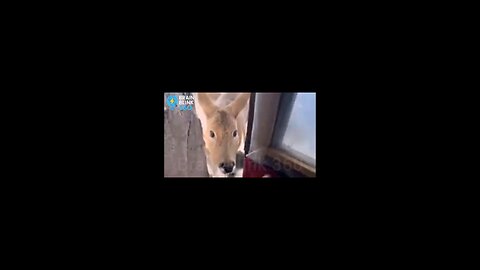 Pets shock their owners with what they brought from abroad