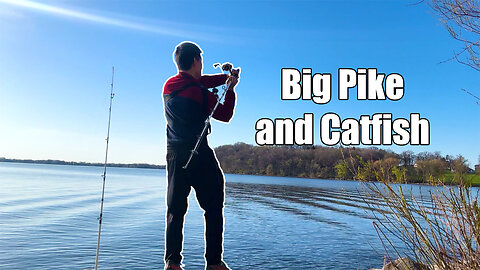 Big Pike and Catfish at Governor's Island