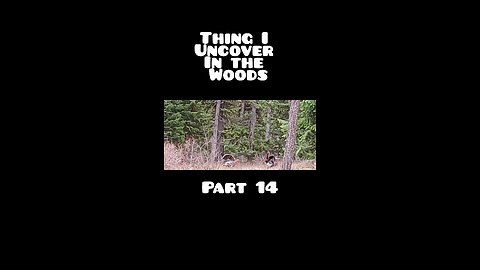 things I Uncover in the woods