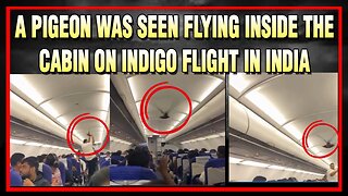Live : 10-12-25 | A Pigeon was seen flying inside the cabin on Indigo Flight | Politics Punjab Tv