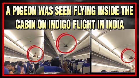 Live : 10-12-25 | A Pigeon was seen flying inside the cabin on Indigo Flight | Politics Punjab Tv