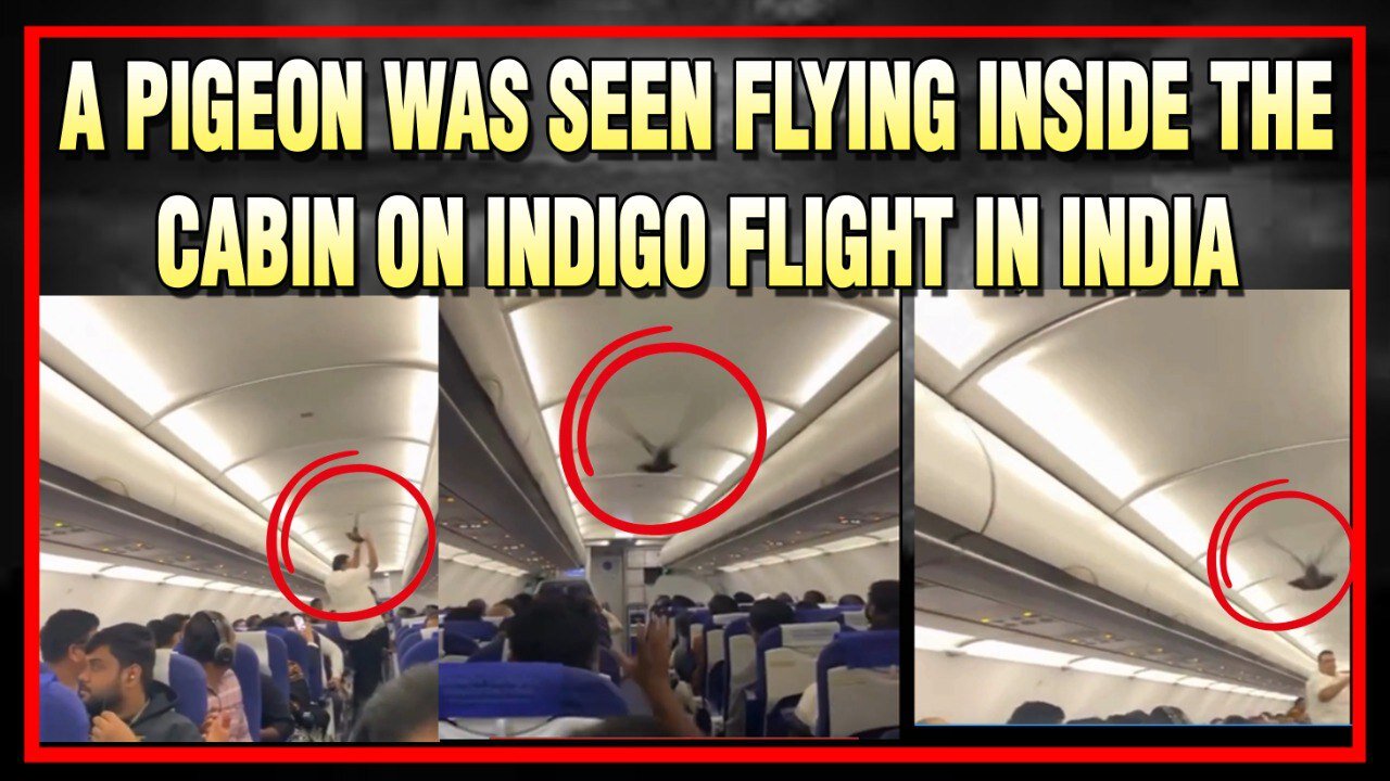 Live : 10-12-25 | A Pigeon was seen flying inside the cabin on Indigo Flight | Politics Punjab Tv