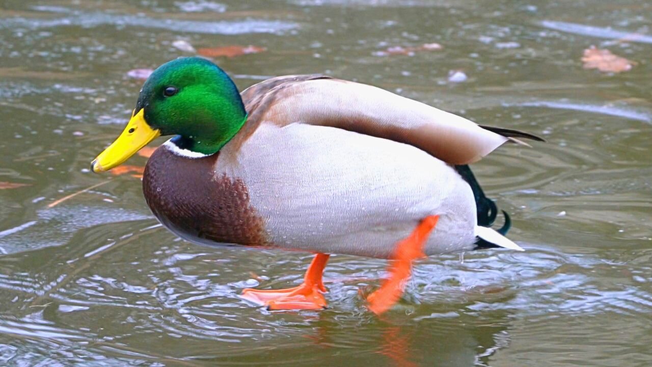 Male Arctic Mallard Ducks Drakes Skating on the Spring Ice