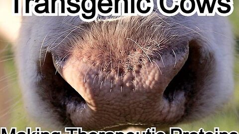 "Revolutionizing Healthcare: Therapeutic Proteins from Transgenic Cows"