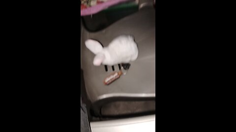 rabbit 🐇🐰 dancing