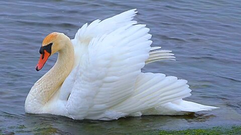 Mute Swan Princess is Held Hostage. Makes a Daring Escape
