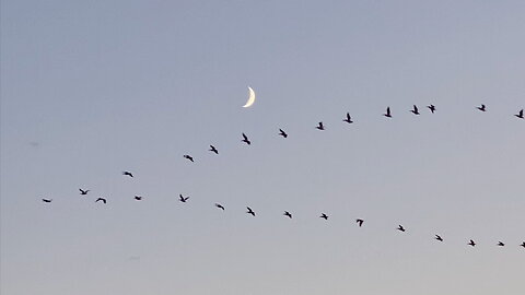 Geese Flying Past a Crescent Moon