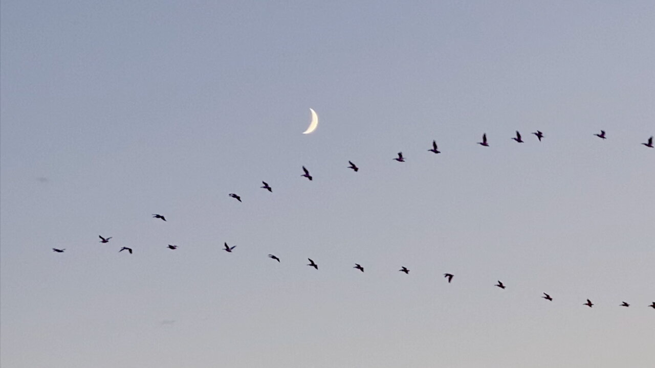 Geese Flying Past a Crescent Moon