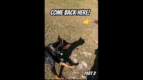 Doberman RC Chaos Part 2/5! 🐾🔥 “ARE YOU READY?” — Vader Throws Down Korn style