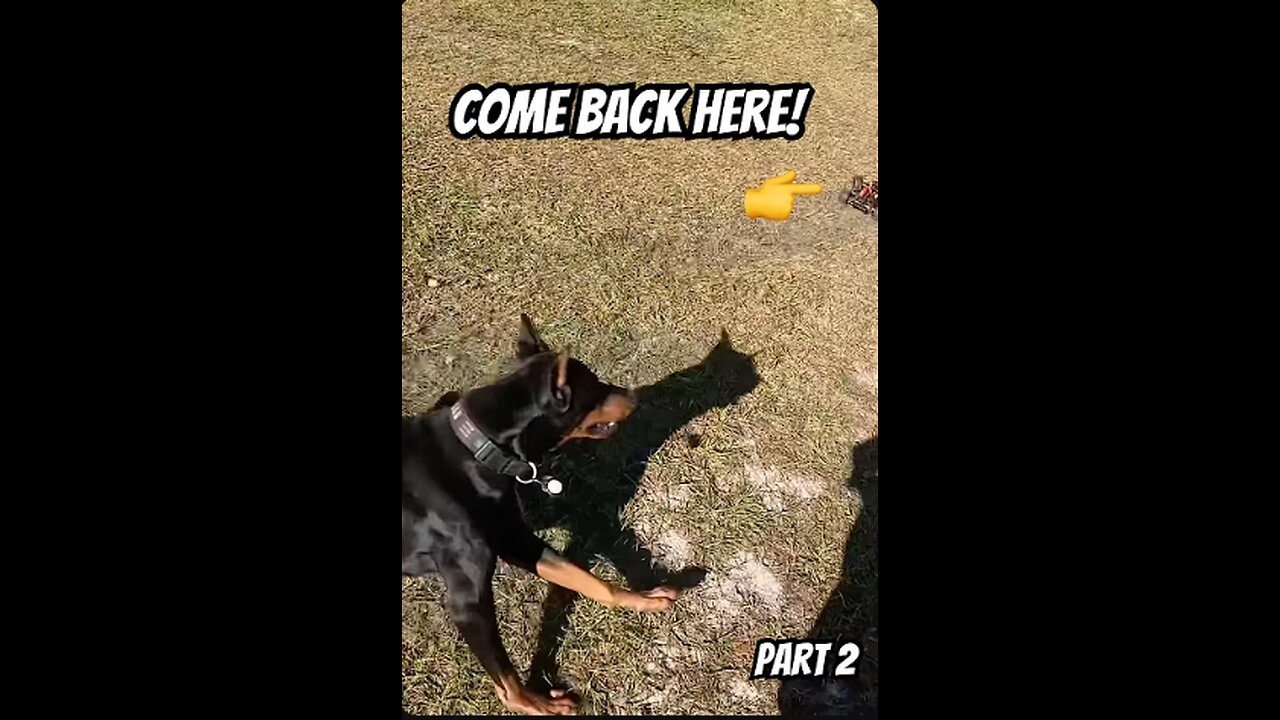 Doberman RC Chaos Part 2/5! 🐾🔥 “ARE YOU READY?” — Vader Throws Down Korn style