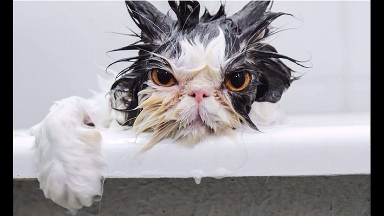 CAMPBELLS SOUP CAUGHT USING 3D PRINTED MEAT - BARFFFF