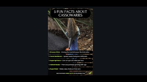 5 Fun Facts About Cassowaries | The Dinosaur Birds of the Rainforest