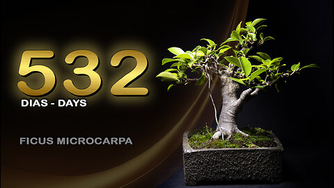 532 Dias de um Bonsai Ficus: Bonsai SP