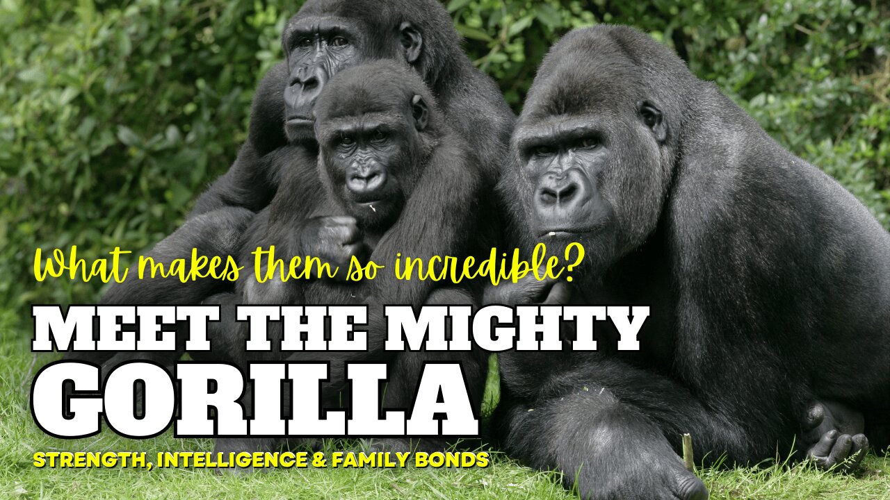 Gorillas: The Gentle Giants of the Jungle