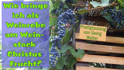 Frucht bringen als Rebe am Weinstock Christus | Georg Walter