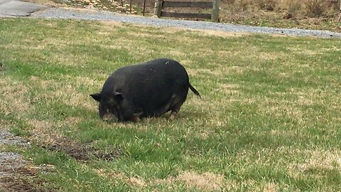 Piggy