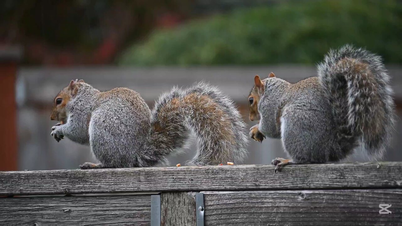 Cute animals. Squirrels. Rabbits. Chickens.