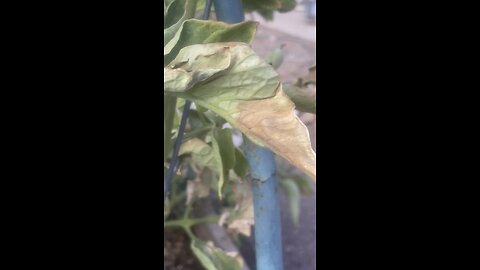 Tomato 🐛