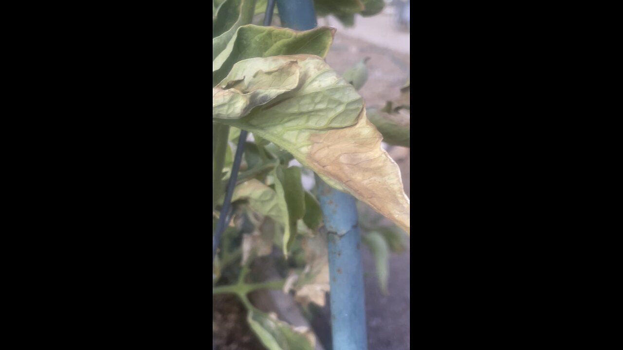 Tomato 🐛