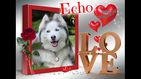 My Husky, My Best Friend - Valentine's Day 2026