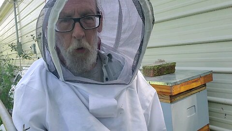 🐝Feeding da Hives 2🐝