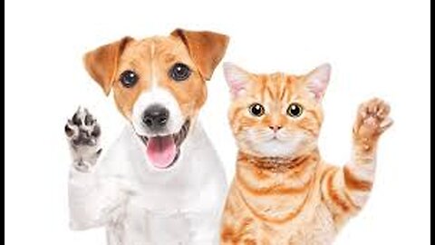 Cat Rescues Dog – An Unlikely Hero
