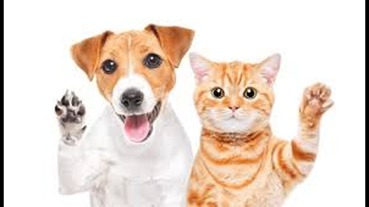 Cat Rescues Dog – An Unlikely Hero
