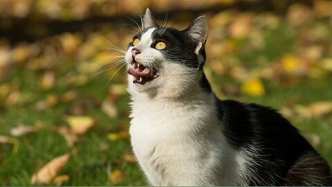 Hilarious Cat Reaction Caught on Camera | Funny and Cute Cat Moments 2025