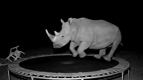 CCTV Catches Rhinoceros & Animals Bouncing on Trampoline – Adorable Chaos Unfolds