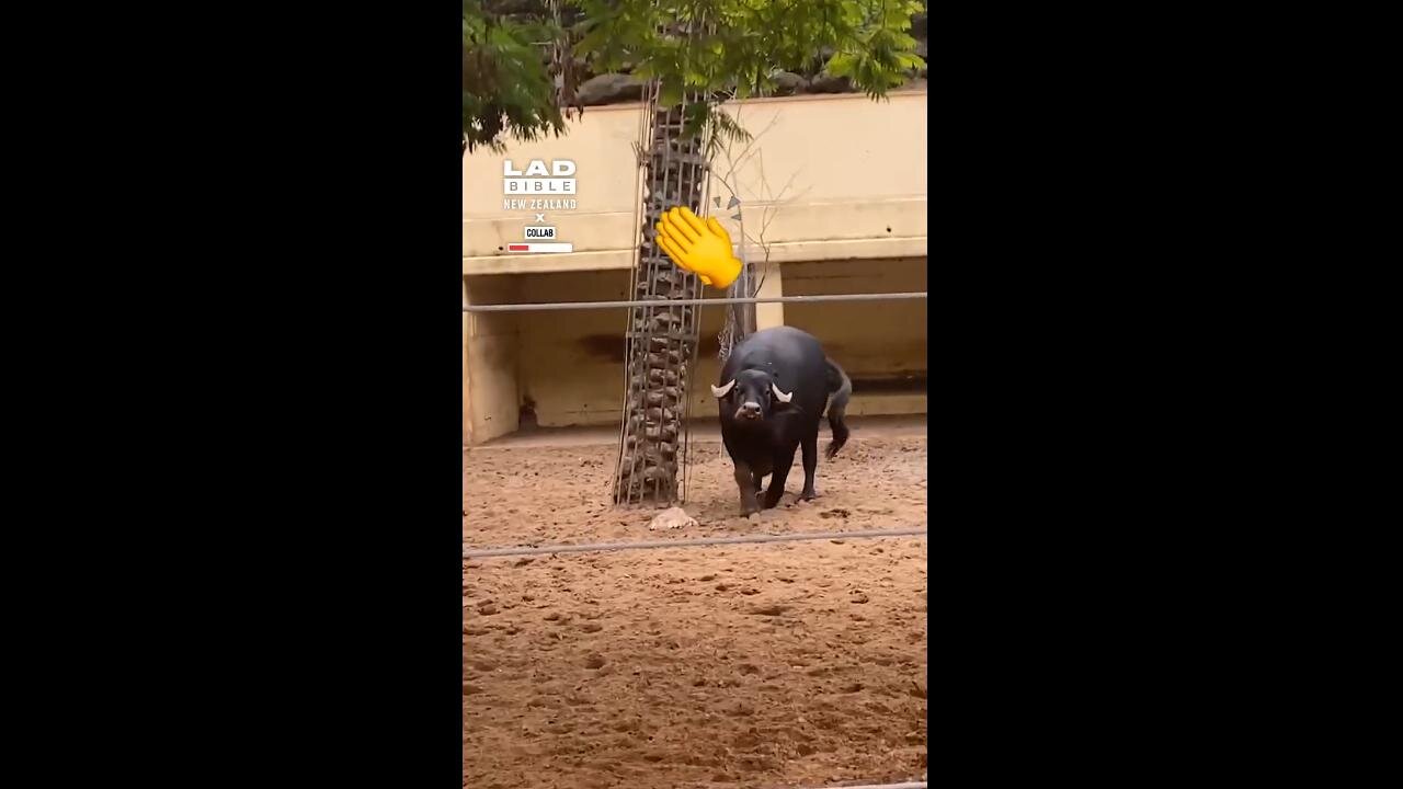 Buffalo Saves Flipped Tortoise 😃